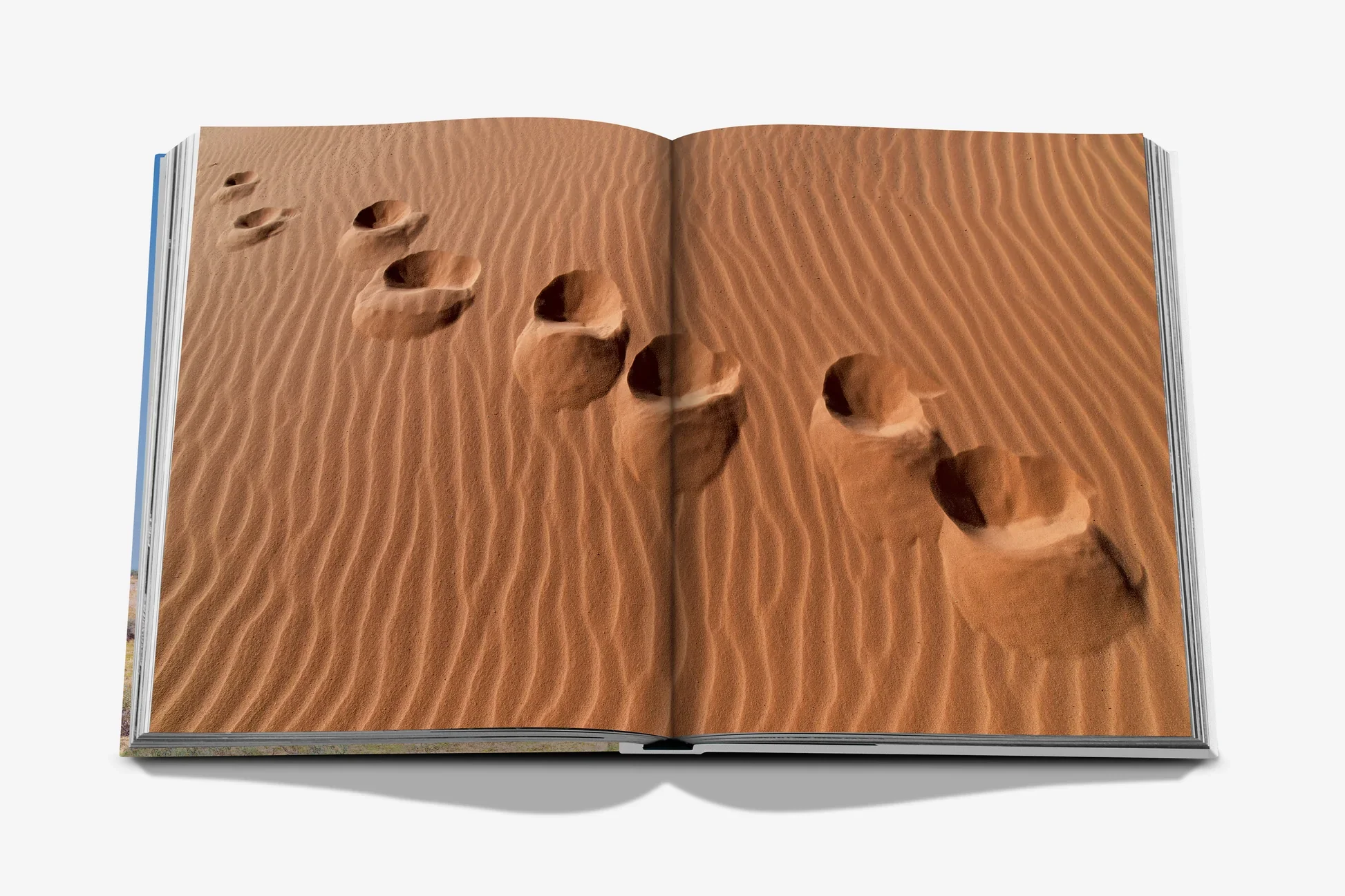 Camels from Saudi Arabia (Classic) Book - Image 3