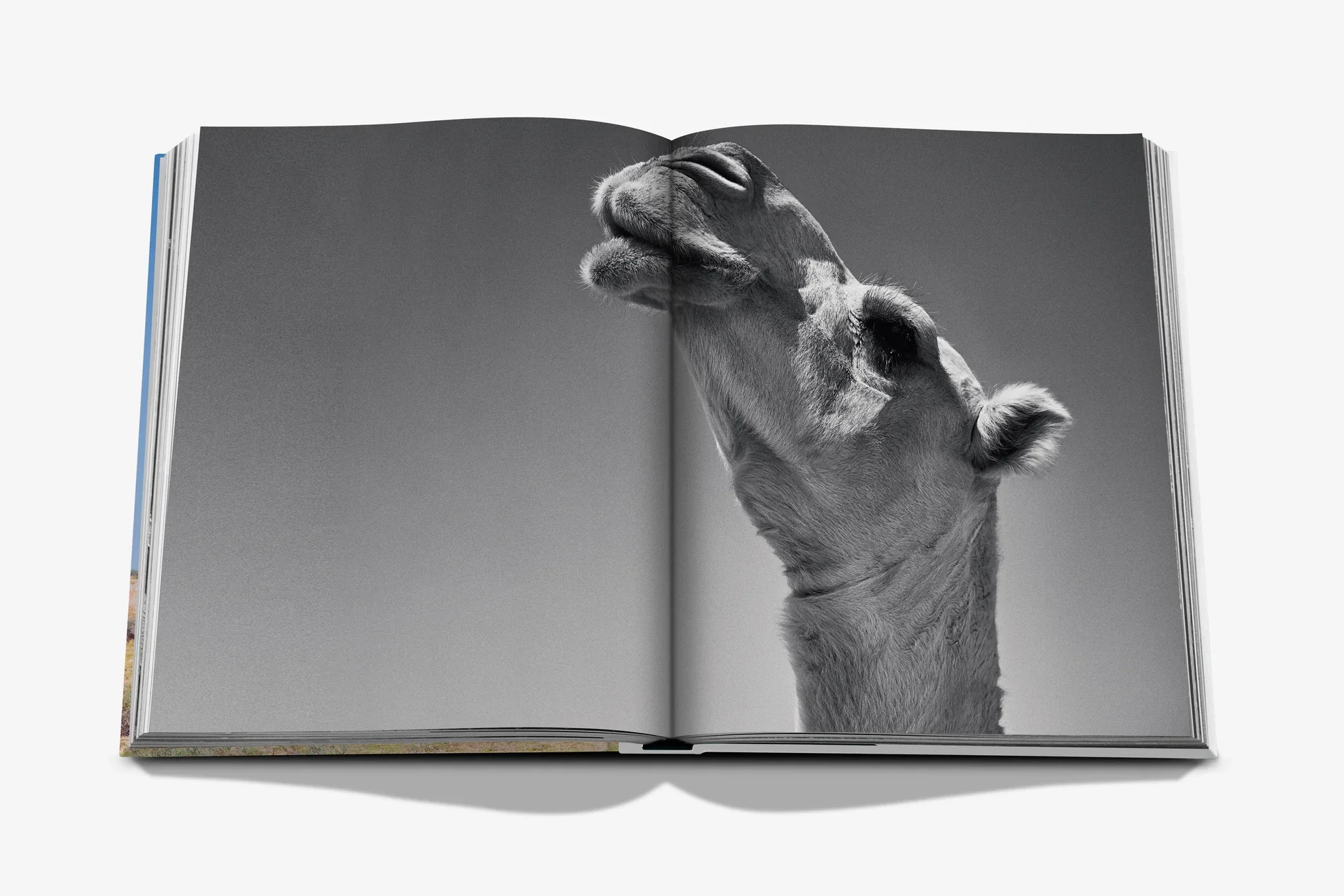 Camels from Saudi Arabia (Classic) Book - Image 4