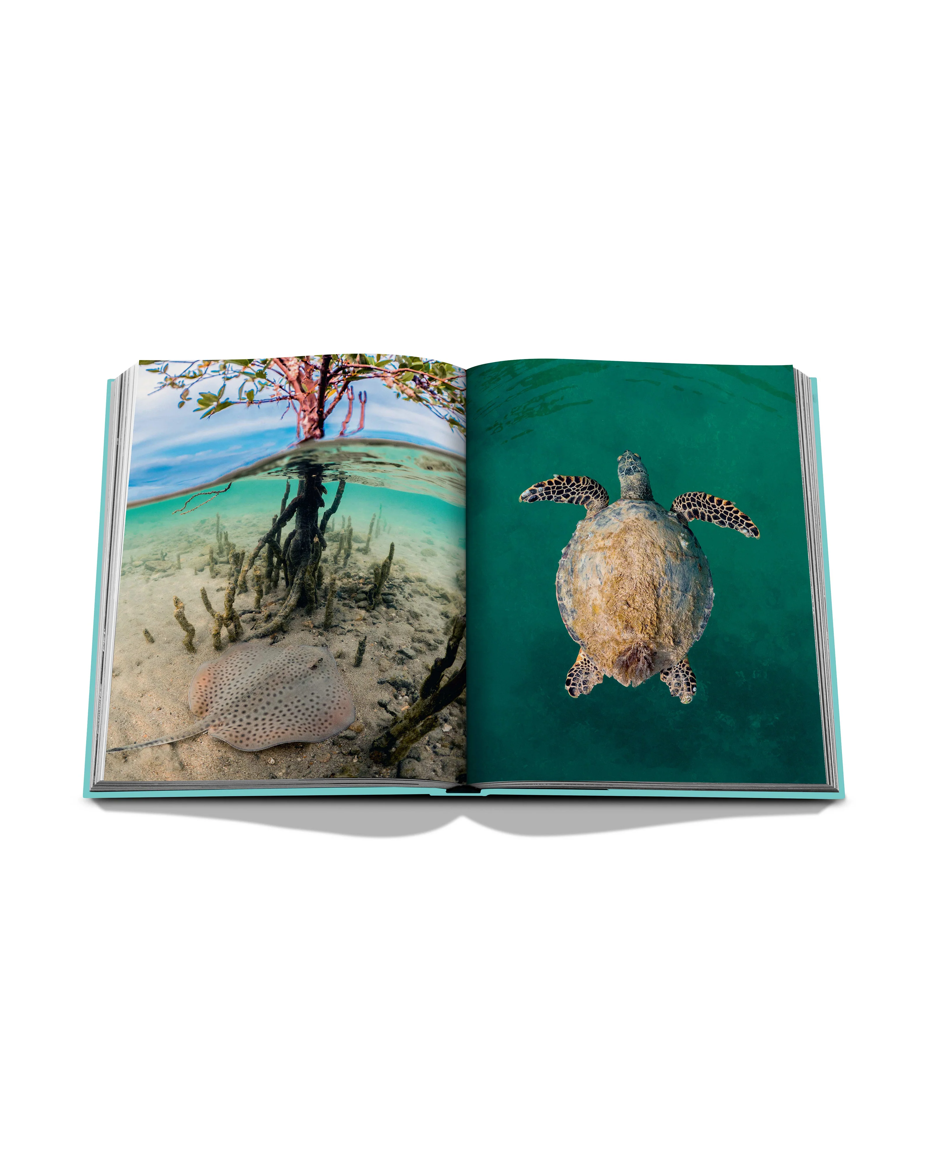 Saudi Arabia: Red Sea, The Saudi Coast - Image 2