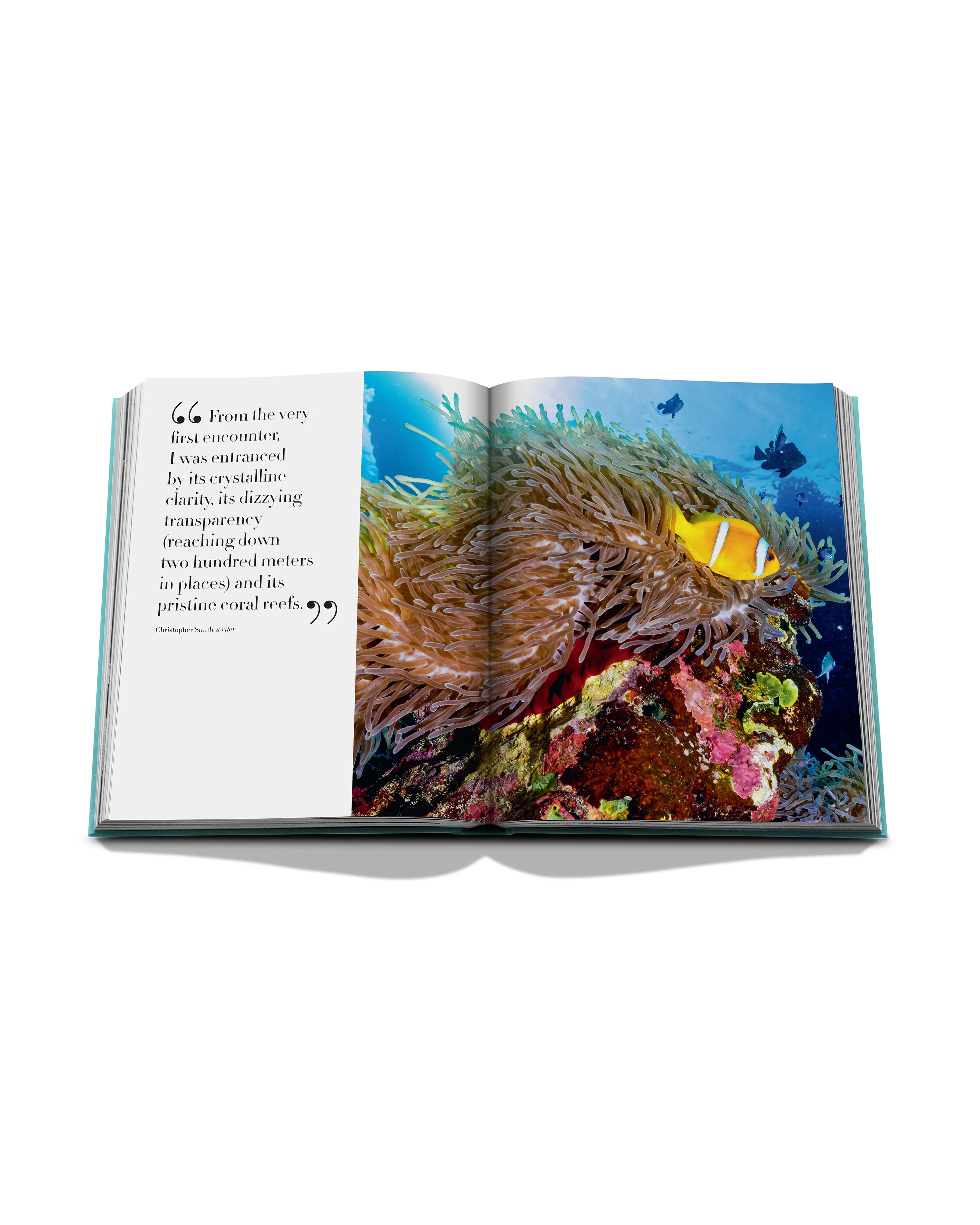 Saudi Arabia: Red Sea, The Saudi Coast - Image 5